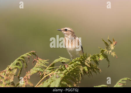 Whinchat Saxicola rubetra singolo bambino appollaiato su bracken, Norfolk, Regno Unito Foto Stock