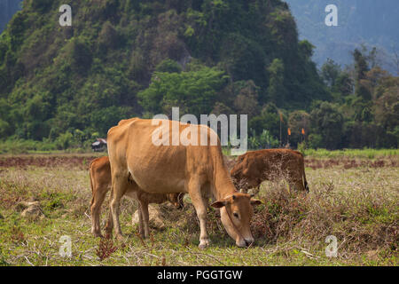 Close-up di alcune mucche in un campo vicino a Vang Vieng, Provincia di Vientiane, Laos. Collina calcarea Pha Poak è in background. Foto Stock