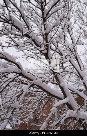 La prima neve è caduta su alberi durante la notte. Foto Stock