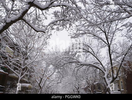 La prima neve è caduta su alberi durante la notte. Foto Stock