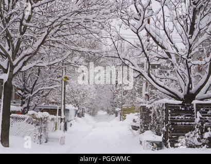 La prima neve è caduta su alberi durante la notte. Foto Stock