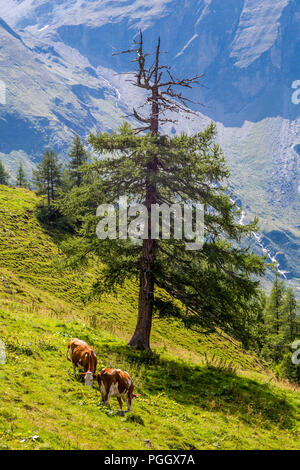 Grossglockner, Parco Nazionale Hohe Tauern, Austria Foto Stock