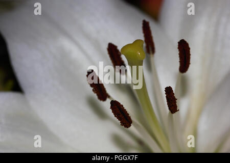 Lo Stigma e stami di un bianco Giglio Pasquale Fiore (Lilium longiflorum) Foto Stock