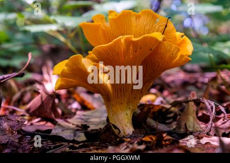 In prossimità di un grande fungo Chanterelle crescente nella foresta durante la tarda estate a Yates mulino Parcheggio contea in Raleigh North Carolina Foto Stock