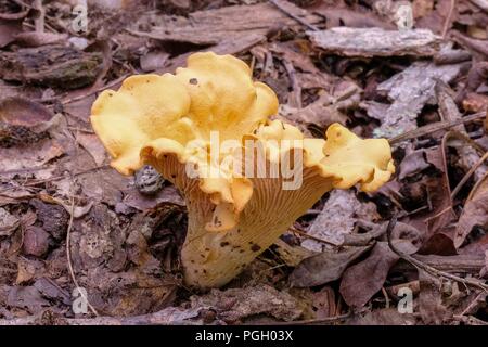 In prossimità di un grande fungo Chanterelle crescente nella foresta durante la tarda estate a Yates mulino Parcheggio contea in Raleigh North Carolina Foto Stock