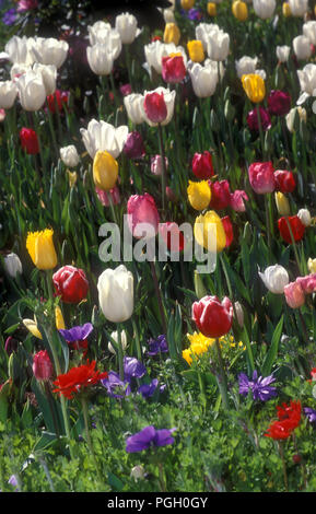 AIUOLA DI TULIPANI ROSA, GIALLO E ROSSO (TULIPA) CON ANEMONI CHE CRESCONO IN PRIMO PIANO. AUSTRALIA. Foto Stock