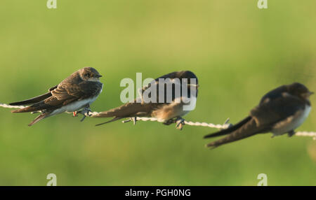 Una bella sabbia Martin (Riparia Riparia) appollaia con Rondini su un filo spinato. Foto Stock