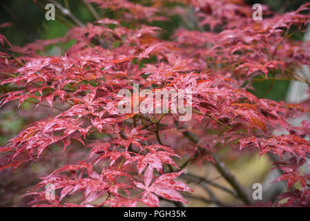 Fiori nel giardino segreto di Balloch Park in Loch Lomond e il Trossachs national park Foto Stock