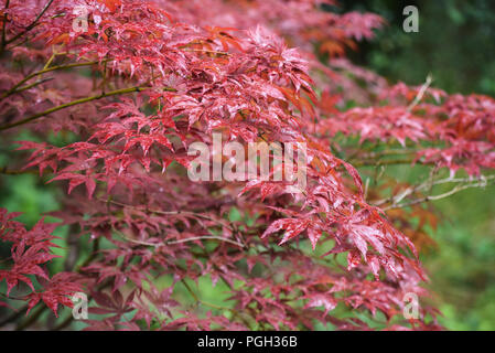 Fiori nel giardino segreto di Balloch Park in Loch Lomond e il Trossachs national park Foto Stock