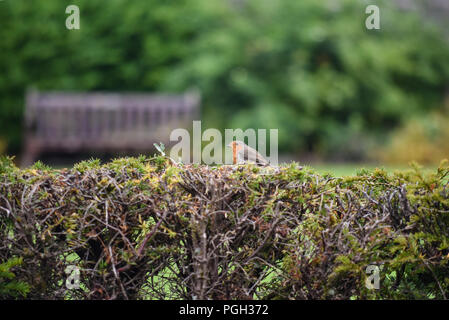 Un Robin nel giardino segreto di Balloch Park in Loch Lomond e il Trossachs national park Foto Stock