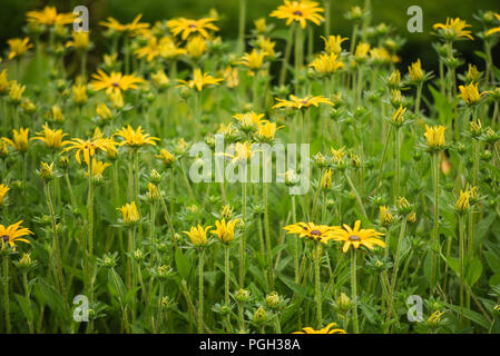 Fiori nel giardino segreto di Balloch Park in Loch Lomond e il Trossachs national park Foto Stock