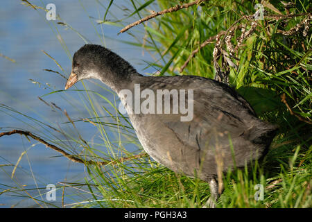 Giovani moorhen pulcino su acqua dolce pond. Foto Stock