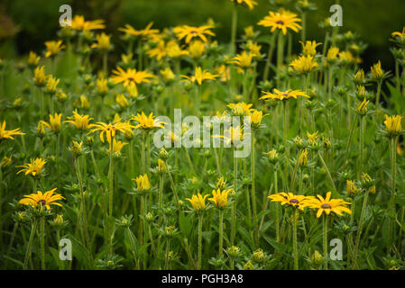 Fiori nel giardino segreto di Balloch Park in Loch Lomond e il Trossachs national park Foto Stock