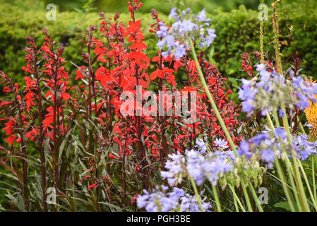 Fiori nel giardino segreto di Balloch Park in Loch Lomond e il Trossachs national park Foto Stock