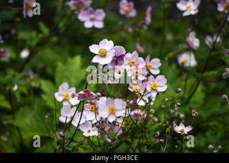 Fiori nel giardino segreto di Balloch Park in Loch Lomond e il Trossachs national park Foto Stock