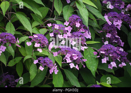 Fiori nel giardino segreto di Balloch Park in Loch Lomond e il Trossachs national park Foto Stock