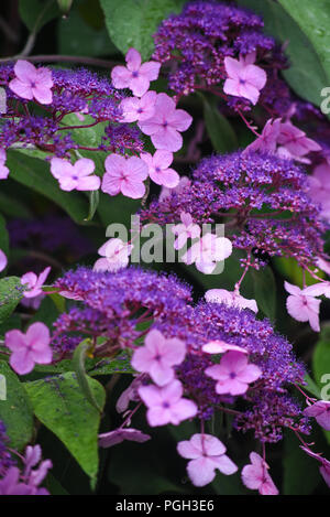 Un viola fiori nel giardino segreto di Balloch Park in Loch Lomond e il Trossachs national park Foto Stock