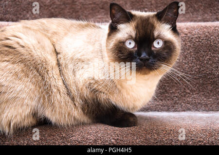 Punto di cioccolato British Shorthair cat seduti sulle scale Foto Stock