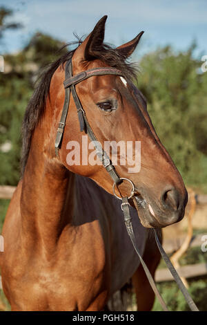 Bellissimo cavallo marrone, close-up di museruola, grazioso sguardo, mane, lo sfondo del campo in esecuzione, corral, alberi. I cavalli sono magnifici animali Foto Stock