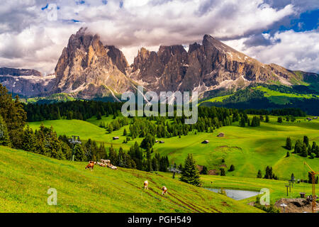 Vista della bellissima Sassolungo gruppo delle Dolomiti e Alpe di Siusi con il gregge di mucche al pascolo su una collina in Alto Adige, Italia Foto Stock