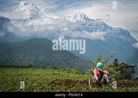 Agricoltore in appoggio nel suo campo di mais con gamma Annapurnas a sfondo. Ghandruk. Annapurna trek. Il Nepal Foto Stock