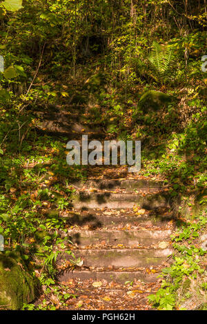 Vecchia scala di pietra in un parco Foto Stock