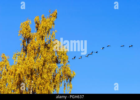 Gru in movimento a sud in autunno Foto Stock