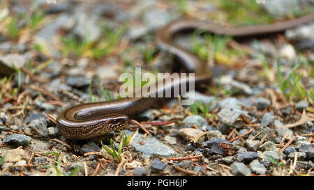 Slowworm, Anguis fragilis, su un sentiero escursionistico nel Harz mountain range, Germania. Foto Stock