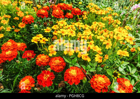 Marigolds francesi, pata di tagetes rosso, tenuifolia di tagetes giallo, marigolds misti piante annuali del letto del fiore Foto Stock