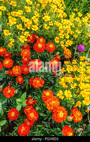 Calendula, Rosso Tagetes patula, giallo tagetes tenuifolia, mescolato le calendule fiori da giardino Foto Stock