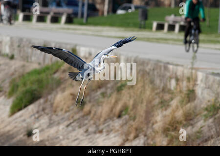 Airone di atterraggio su una delle rive del fiume Douro, in prossimità della bocca di porto Foto Stock