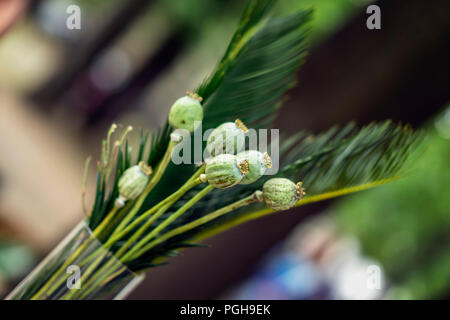 Bouquet di verde di papavero da oppio capi, capsule, seme bud e foglie tropicali nel vaso di vetro Foto Stock