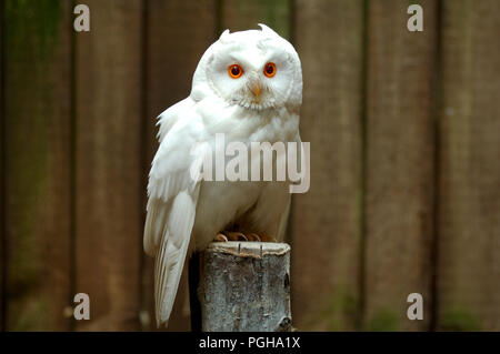 Gufo comune - bianco ( molto rari) (Asio otus) Hibou moyen-duc blanc Foto Stock