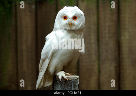 Gufo comune - bianco ( molto rari) (Asio otus) Hibou moyen-duc blanc Foto Stock