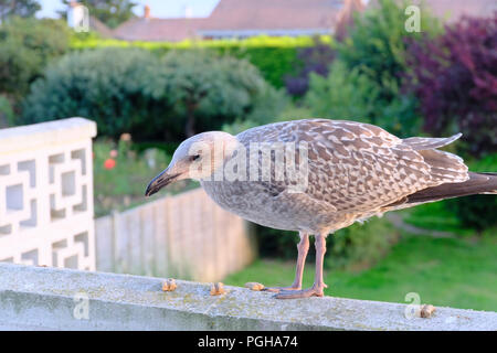 Nuova politica europea di aringa Gull cerca di scarti di cibo nella zona suburbana di giardini Foto Stock