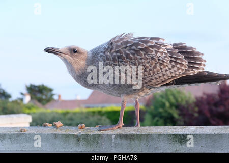 Nuova politica europea di aringa Gull cerca di scarti di cibo nella zona suburbana di giardini Foto Stock