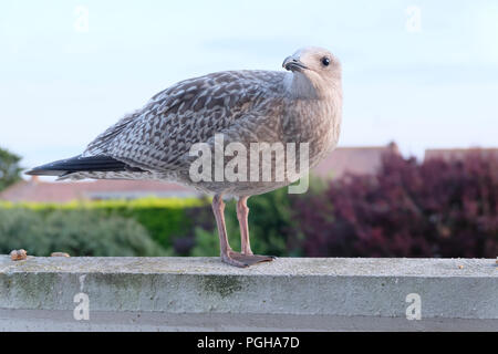 Nuova politica europea di aringa Gull cerca di scarti di cibo nella zona suburbana di giardini Foto Stock