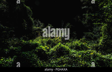 Magical Forest In Late Summer With Dark Background Foto Stock