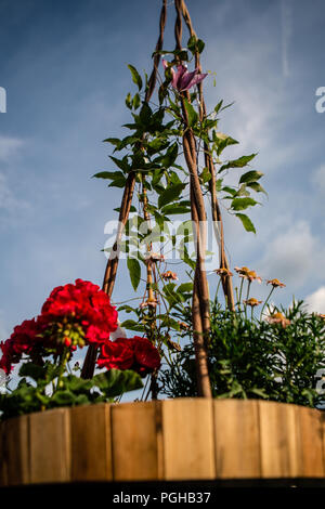 Close up di legno grande piantatrice con Red Carnation e foglie di arrampicata Foto Stock