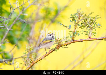 Il canto maschio adulto Golden-winged trillo, Vermivora chrysoptera Foto Stock