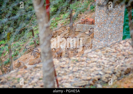Giorno nella foresta di nador Foto Stock