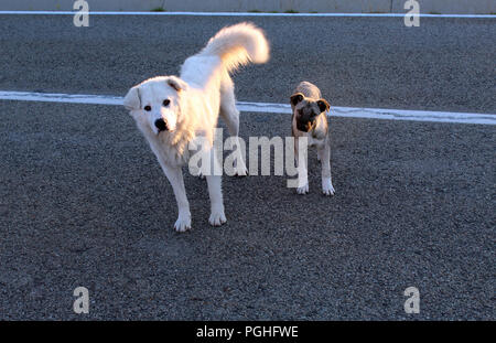 Due cani sulla strada Foto Stock