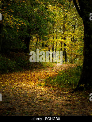 Autunno appena dietro l'angolo - Autunno colori sul display completo. Visto mentre escursionismo un sentiero di Blue Ridge Parkway. Giallo. Arancione, foglie verdi. Verticale. Foto Stock