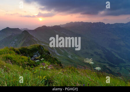 Allgäuer Alpen: tramonto al vertice di montagna Nebelhorn, vista dal vertice Laufbacher Eck, fiori, Schwaben, Algovia, Svevia, Baviera, Baviera, Germania Foto Stock