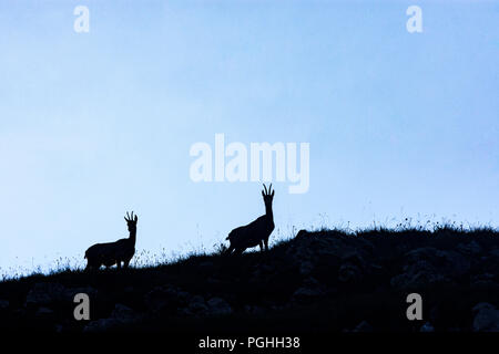 Allgäuer Alpen: Gämse (camoscio, Rupicapra rupicapra), rock, Schwaben, Algovia, Svevia, Baviera, Baviera, Germania Foto Stock