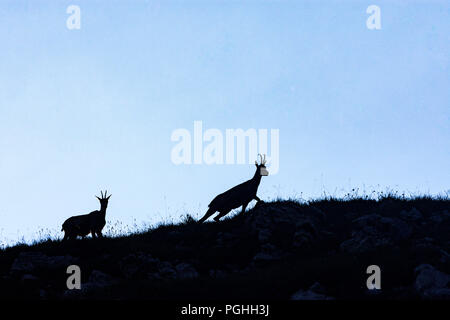 Allgäuer Alpen: Gämse (camoscio, Rupicapra rupicapra), rock, Schwaben, Algovia, Svevia, Baviera, Baviera, Germania Foto Stock