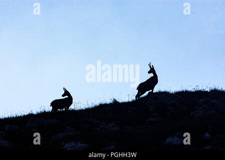 Allgäuer Alpen: Gämse (camoscio, Rupicapra rupicapra), rock, Schwaben, Algovia, Svevia, Baviera, Baviera, Germania Foto Stock