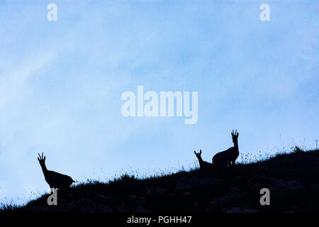 Allgäuer Alpen: Gämse (camoscio, Rupicapra rupicapra), rock, Schwaben, Algovia, Svevia, Baviera, Baviera, Germania Foto Stock