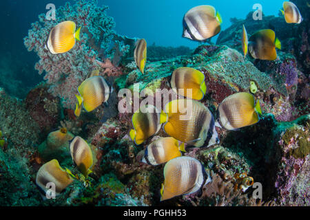 Una scuola di Klein è uno sciame butterflyfish oltre una diversificata Coral reef alla ricerca di uova di pesce da mangiare in Indonesia. Foto Stock