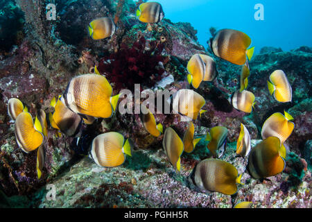 Una scuola di Klein è uno sciame butterflyfish oltre una diversificata Coral reef alla ricerca di uova di pesce da mangiare in Indonesia. Foto Stock